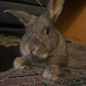 Meet your Posher, Dyllan